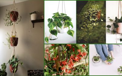 7 Best indoor hanging plants (Review)