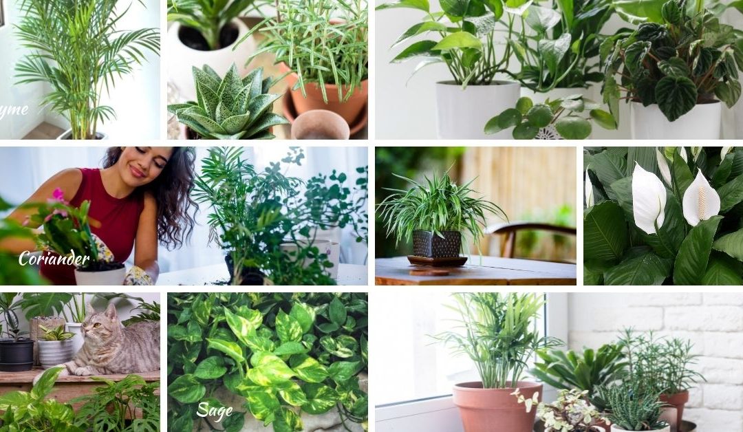 The BEST Air Purifying Houseplants in 2021 | Top Indoor Plants for Home