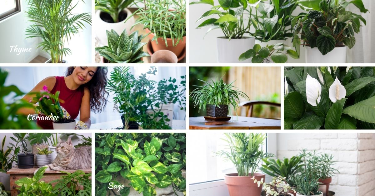 ncorporating these air-purifying houseplants into your home not only enhances the beauty of your space but also improves your indoor air quality.