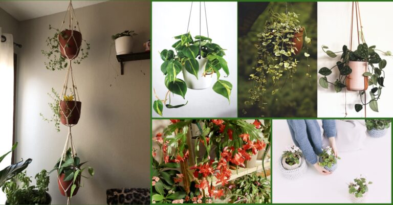 10 Best Indoor Hanging Plants for a Stunning Home Garden