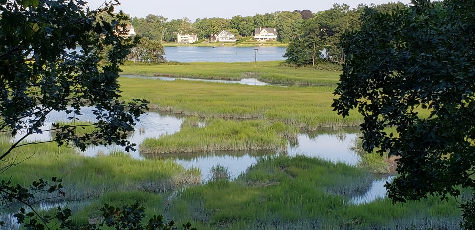 Scenic trail through marshlands at Marshlands Conservancy in Rye, NY, showcasing tall grasses and wildflowers