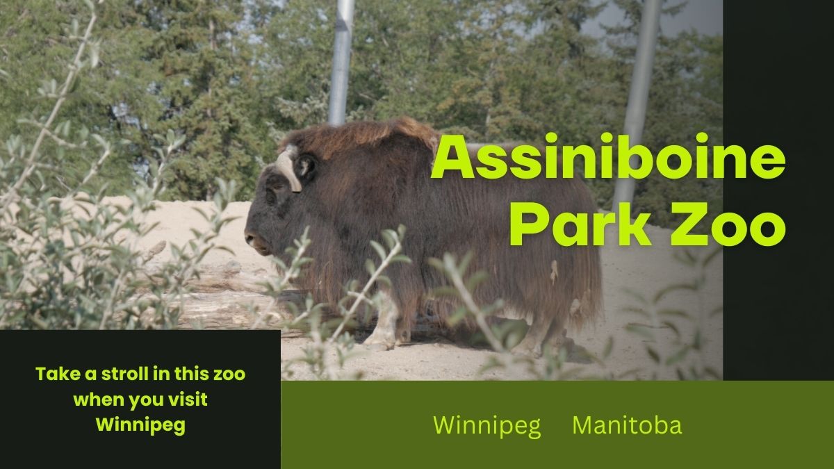 Muskox in Arctic Exhibit – A muskox stands on snowy ground, showcasing its thick fur coat.