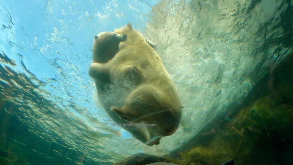 A polar bear glides effortlessly through the water in the Sea Ice Passage at Assiniboine Park Zoo.